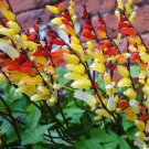 Super Seeds Climbing Pcs Ipomoea Spanish Flag 20 Seed Wolf Mine
