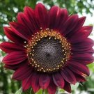 Super Seeds Helianthus Velvet Red Sunflower 20 Pcs