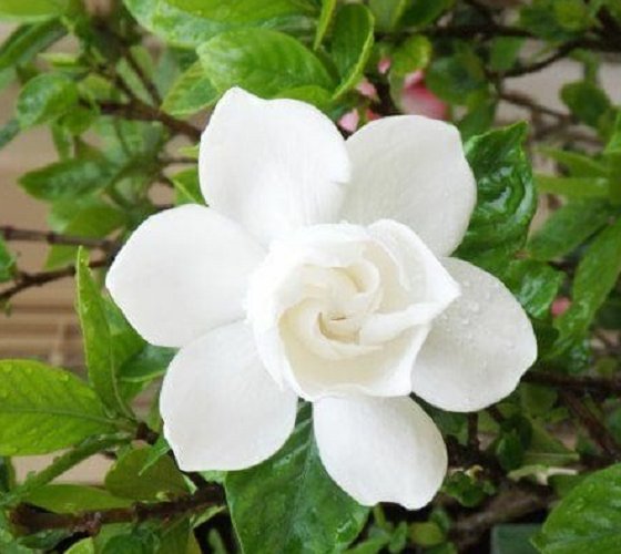 Super Seeds Flowers White Scented Jasmine From The Line 20 Pcs Gardenia Jaminoides