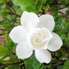 Super Seeds Flowers White Scented Jasmine From The Line 20 Pcs Gardenia Jaminoides