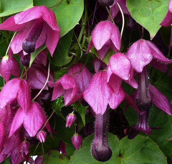Super Seeds Rhodochiton Purple Bells 6 Climbing Erotic Flower Pcs