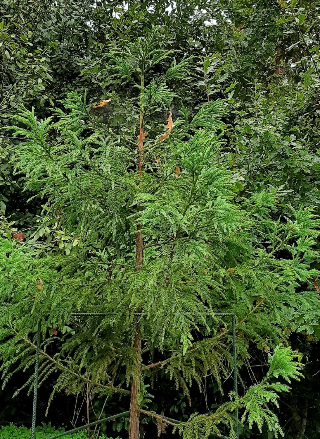 Super Seeds Cryptomeria Japonica Japanese Cedar 60 Pcs Ideal Pcs For Bonsai