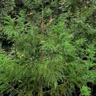 Super Seeds Cryptomeria Japonica Japanese Cedar 60 Pcs Ideal Pcs For Bonsai