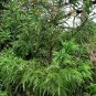 Super Seeds Cryptomeria Japonica Japanese Cedar 60 Pcs Ideal Pcs For Bonsai