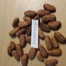 Super Seeds Pinion Tree Pinus Pineapple 11 Pcs