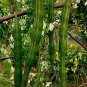 Super Seeds Moringa Oleifera Miracle Tree 10 Pcs Nutritional Organic
