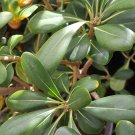 Super Seeds Pittosporum Tobira Setos Borduras 35 Semillas Pcs