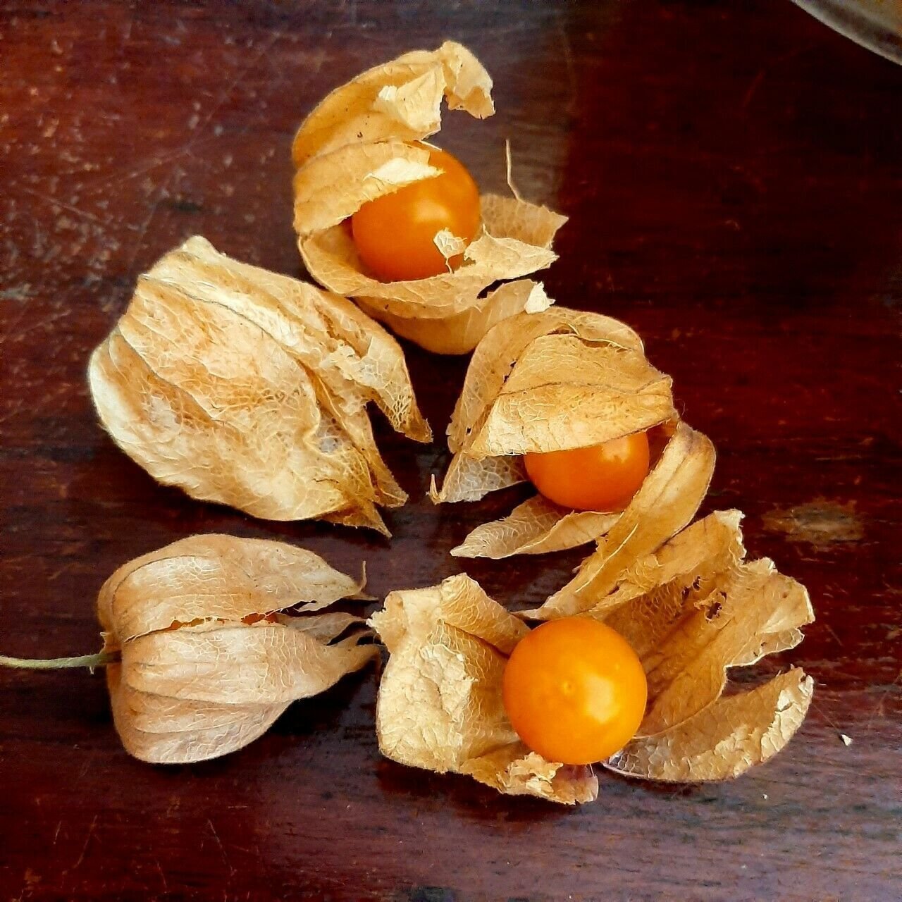 Super Seeds Uvilla Uchuva Physalis Peruviana Fruit Garden Garden 500 Pcs