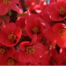 Super Seeds Chaenomeles Japonica Ideal Bonsai Japan Quince 20 Pcs
