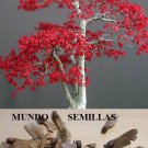 Super Seeds Acer Palmatum Atropurpureum Atropurpurea Japanese Maple 20 Pcs