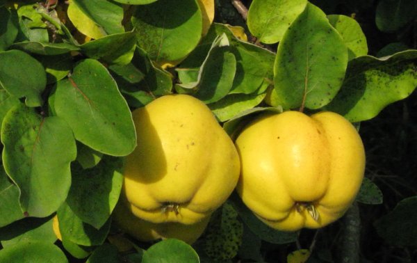 Super Seeds Fifteen Quince Quince Quince Cydonia Oblonga 20 Pcs