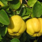 Super Seeds Fifteen Quince Quince Quince Cydonia Oblonga 20 Pcs