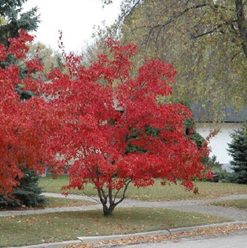 Super Seeds Ideal For Bonsai Amur Maple Acer Gymnala Tataricum Maple 30 Pcs