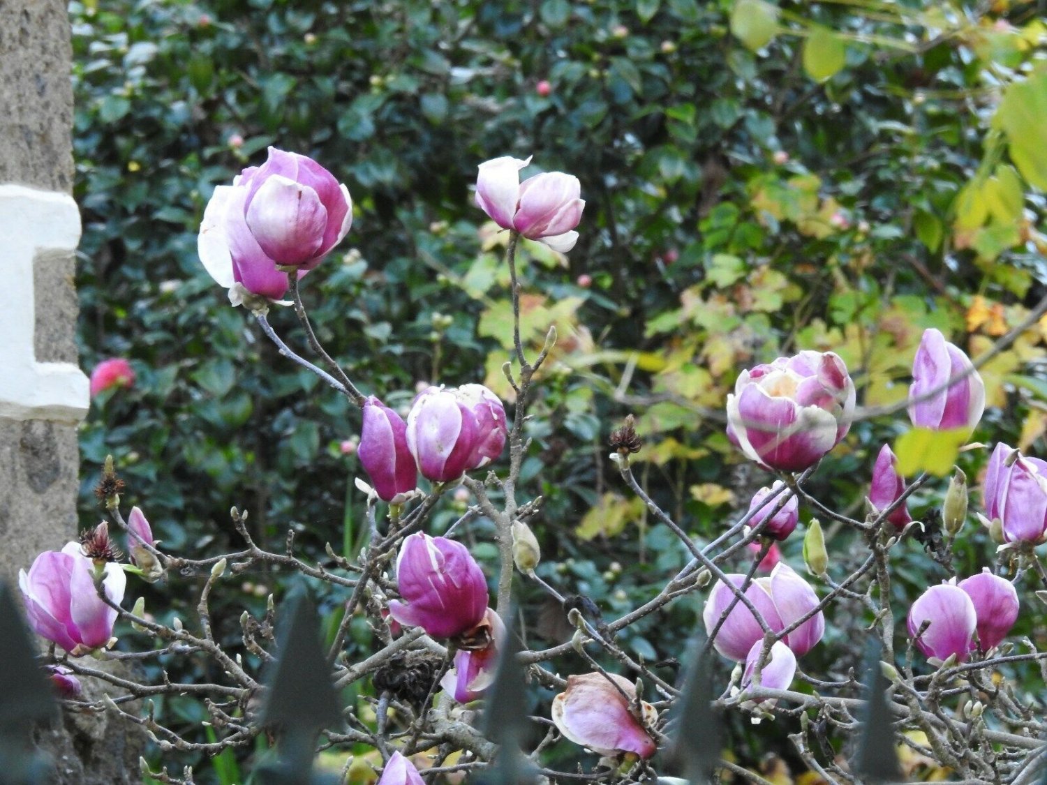 Super Seeds Pink Flower Magnolia Magnolio 5 Pcs
