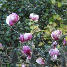 Super Seeds Pink Flower Magnolia Magnolio 5 Pcs