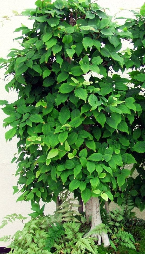 Super Seeds Suitable For Bonsai Chinese Elm Ulmus Parviflora Semillas 25 Pcs