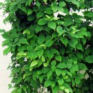 Super Seeds Suitable For Bonsai Chinese Elm Ulmus Parviflora Semillas 25 Pcs