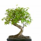 Super Seeds Japanese Zelkova Zelkova Serrata 15 Pcs Suitable For Bonsai