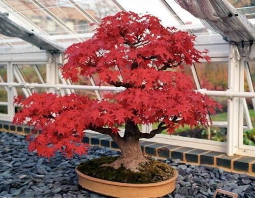 Super Seeds Bonsai Acer Rubrum Bonsai 20 Pcs Red Maple