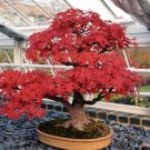 Super Seeds Bonsai Acer Rubrum Bonsai 20 Pcs Red Maple