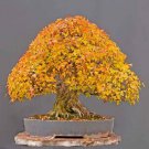Super Seeds Trident Acer Buergerianum Apto Bonsai Trident Maple 20 Pcs