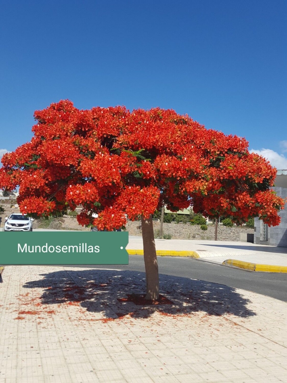 Super Seeds Delonix Regia Flame Tree Flamboyant Flamboyan 11 Pcs