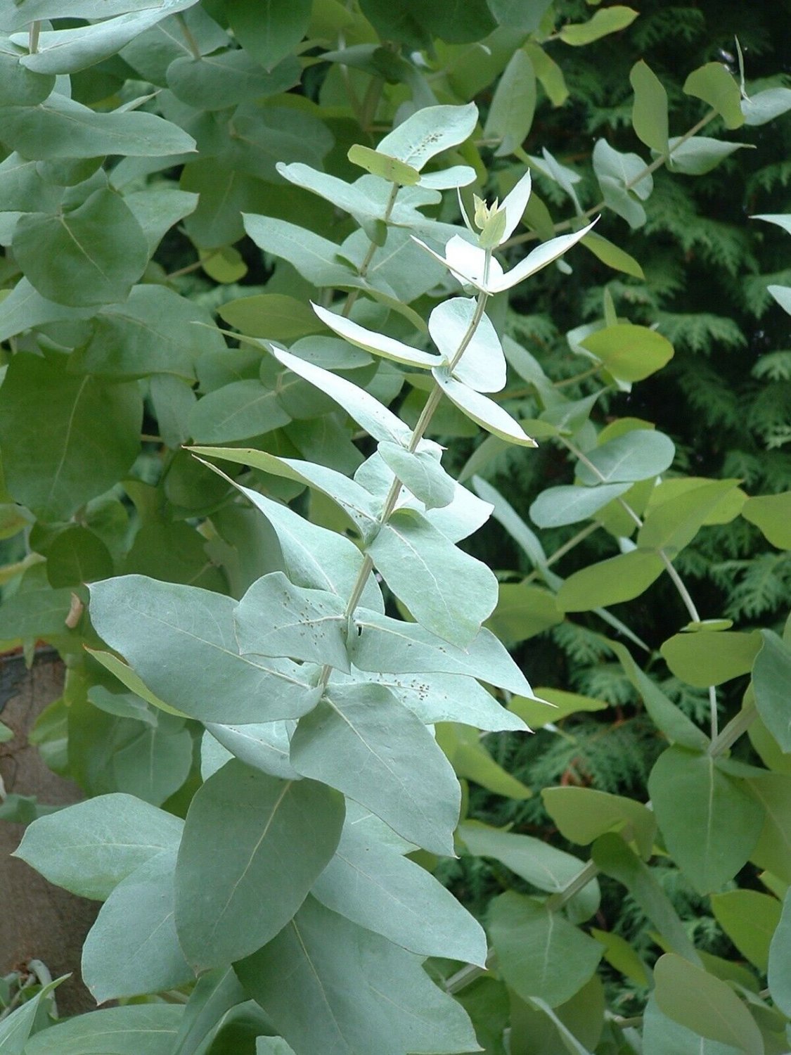 Super Seeds Lemon Smell Leaves Eucalyptus Limon Eucalyptus Citriodora 40 Pcs
