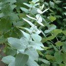 Super Seeds Lemon Smell Leaves Eucalyptus Limon Eucalyptus Citriodora 40 Pcs