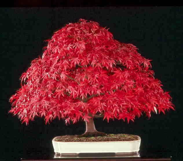 Super Seeds Bonsai Amur Maple 20 Pcs Acer