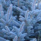 Super Seeds Fir Blue Picea Pugens Glauca 50 Pcs