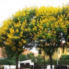 Super Seeds Cassia Senna Alata Candelabra Tree 10 Pcs