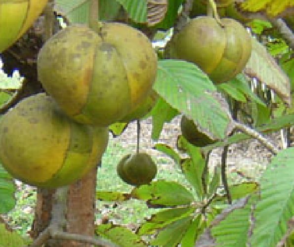 Super Seeds Dillenia Indica Marrow Edible Fruit 10 Elephant Apple Pcs