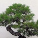 Super Seeds Pinus Thunbergii Japanese Black Pine Great For Bonsai 50 Fresh Pcs