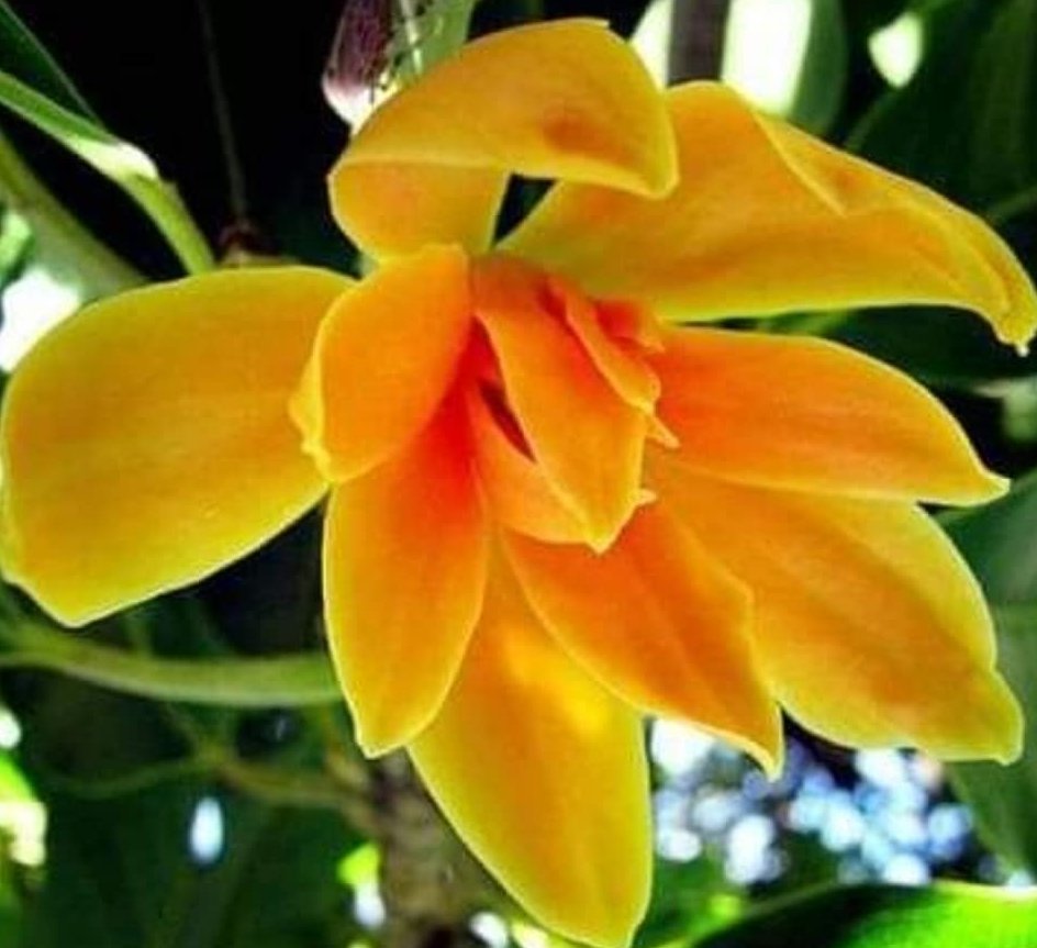 Super Seeds Scented Yellow Flower Magnolia Champaca Magnolio 5 Pcs