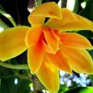 Super Seeds Scented Yellow Flower Magnolia Champaca Magnolio 5 Pcs