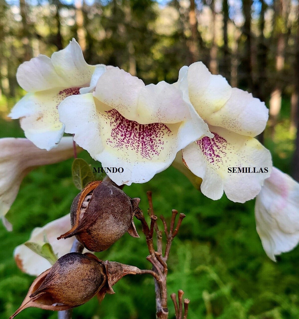 Super Seeds Very Rare Empress Foxglove Kiri 100 Paulownia Tomentosa White Flower Pcs