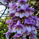 Super Seeds Paulownia Tomentosa 500 Pcs