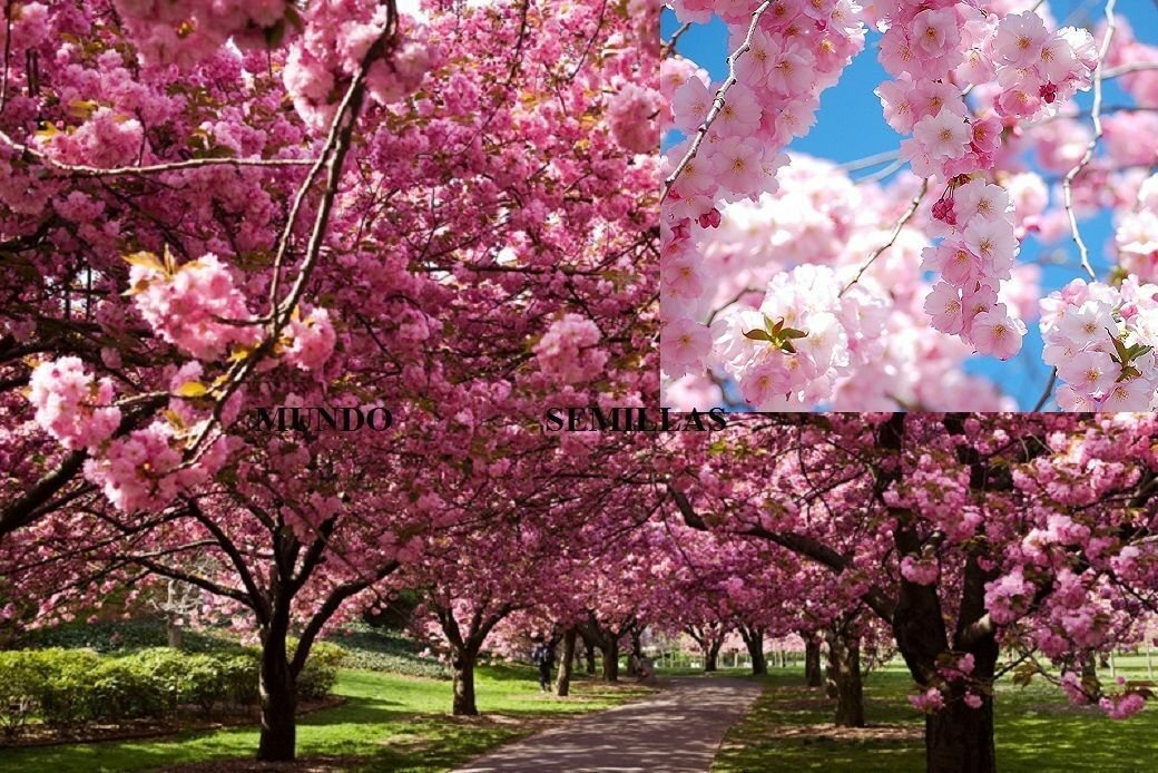 Super Seeds Sakura Prunus Serrulata Ideal Bonsai Japanese Cherry 5 Pcs