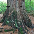 Super Seeds Sequoia Mammoth Very Tall Tree 10 Sequoiadendron Giganteum Pcs