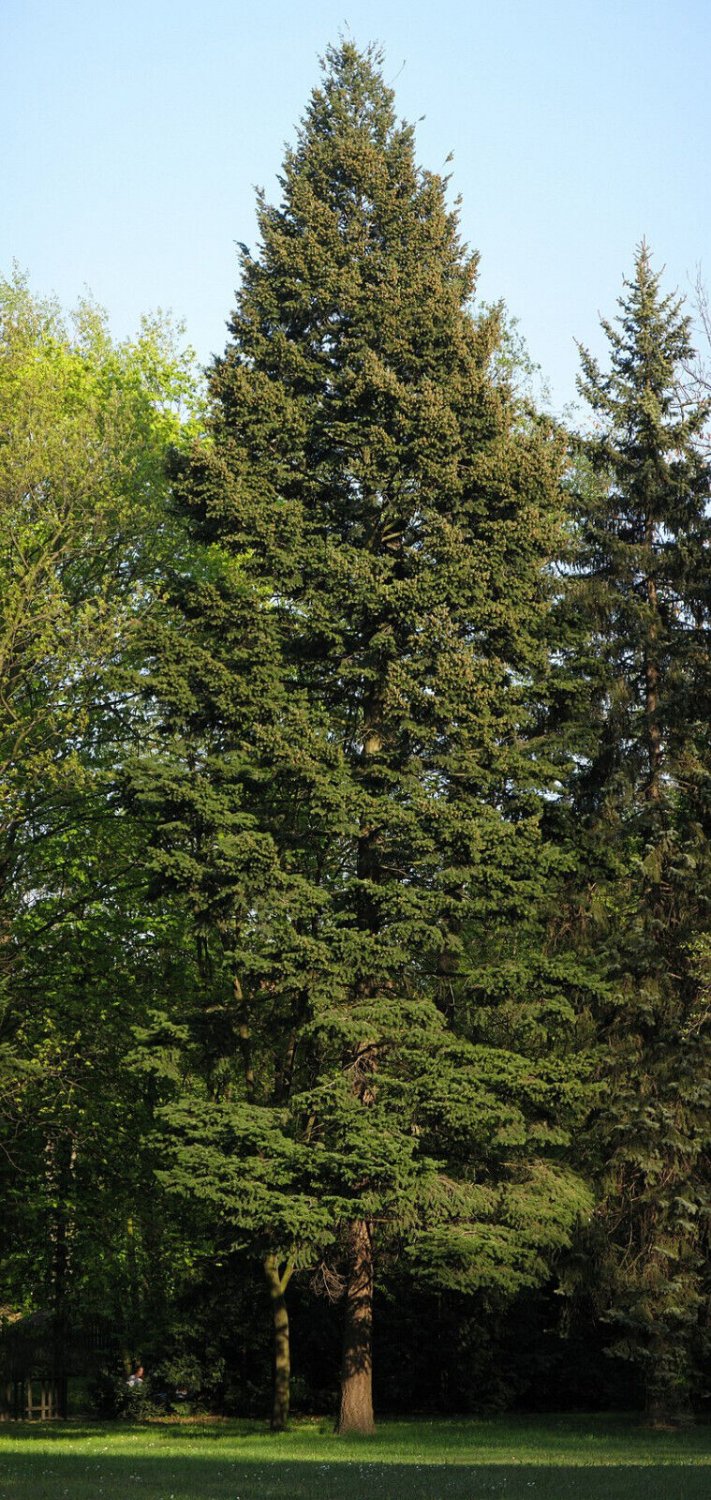 Super Seeds Pseudotsuga Menziesii Very Tall Tree 20 Douglas Fir Pcs