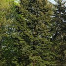 Super Seeds Pseudotsuga Menziesii Very Tall Tree 20 Douglas Fir Pcs