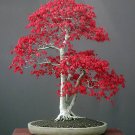 Super Seeds Japanese Maple Acer Palmatum 100 Pcs