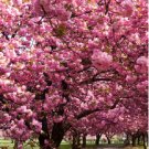 Super Seeds Tabebuia Rosea Lapacho Guayacan Rosado 50 Pcs
