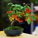 Super Seeds Ideal Bonsai Manzano Silvestre 100 Pcs Samen