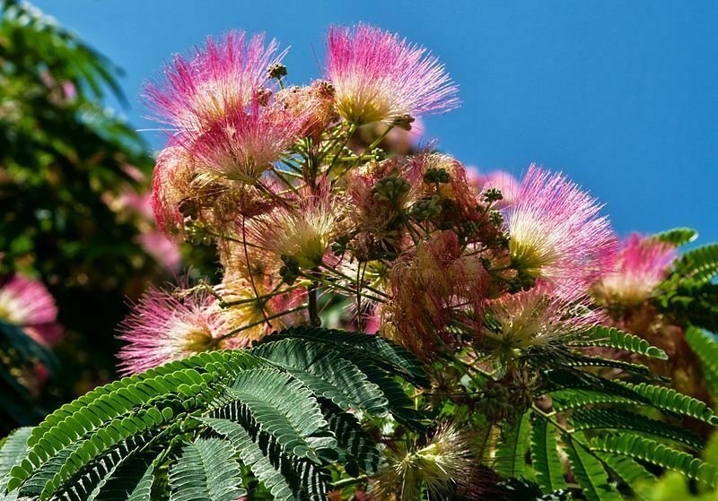 Super Seeds Albizia Julibrissin Acacia Constantinople Silk Tree 100 Pcs