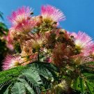Super Seeds Albizia Julibrissin Acacia Constantinople Silk Tree 100 Pcs