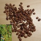 Super Seeds Mesquite Prosopis Chilensis Chilean Carob Mesquite 100 Pcs