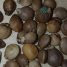 Super Seeds Pistacia Terebinthus Cornicabra 500 Pcs