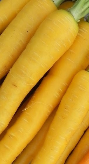 Super Seeds Yellow Doubs Yellow Carrot 500 Garden Pcs