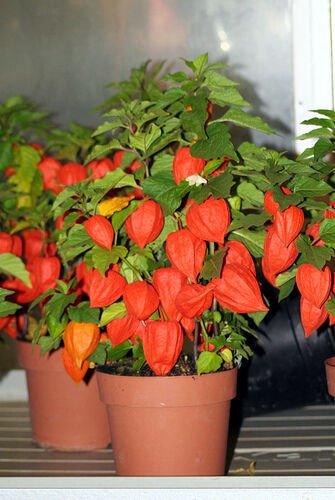 Super Seeds Chinese Lantern Chinese Lantern 500 Pcs